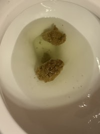 two pieces of marijuana in a toilet bowl