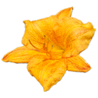 A golden yellow daylily.