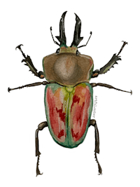 a watercolor beetle sticker on a black background