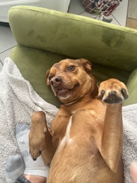 a brown dog laying on a green couch