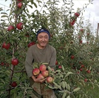 a man holding apples in an orchard