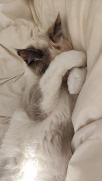 a cat sleeping on a bed