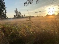 a foggy morning in a field with tall grasses