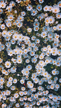 daisies in the water