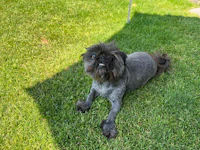 a black and white dog laying on the grass