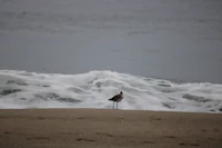 a bird standing on a sandy beach