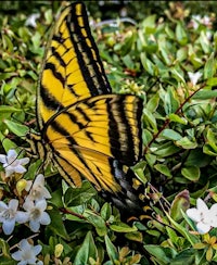 a yellow and black butterfly is sitting on a flower