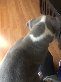 a grey and white dog looking at something
