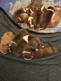 a group of puppies laying on top of a blanket