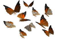 a group of orange butterflies on a black background