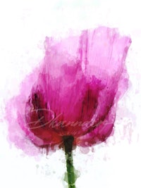 a watercolor painting of a pink poppy