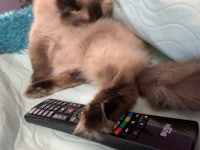 a cat laying on top of a remote control