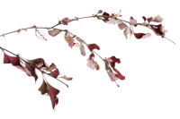 a branch of red leaves on a black background