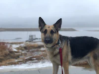 a german shepherd standing on a leash near a lake