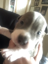 a small grey and white puppy being held by a person