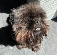 a black dog with long hair standing on a tiled floor