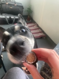 a person feeding a dog a treat