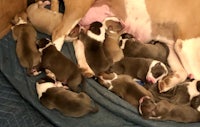 a mother dog is feeding her puppies in a kennel