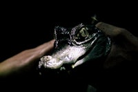 a person holding a crocodile head