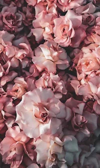 pink roses on a white background