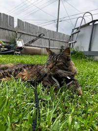 a tabby cat laying on a leash in the grass