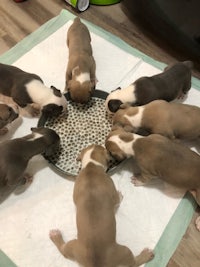 a group of puppies are eating out of a bowl