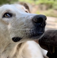 a white dog is petting a person's hand