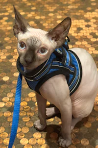 a sphynx cat wearing a harness
