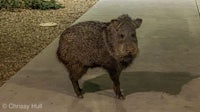 a wild boar standing on a sidewalk at night