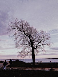 a lone tree in the middle of a park