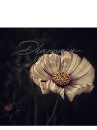 a white flower with the word dhaair on it