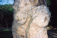 a tree trunk with a woman's face on it