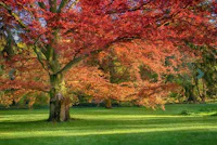 a tree with red leaves in a green field