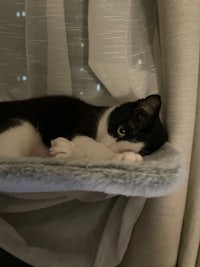 a black and white cat laying on a bed