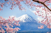 mt fuji with cherry blossoms in the background