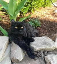 a black cat laying on a rock in a garden