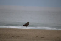 a bird standing on a beach near the ocean