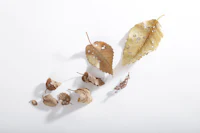 a group of dried leaves on a white surface