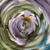 an image of a purple flower in a spiral