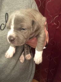 a small grey puppy is being held by a person