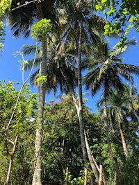 a group of palm trees in the jungle
