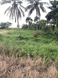 a cow is grazing in a field with palm trees