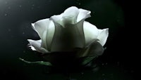 a white rose on a dark background