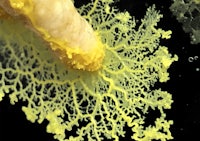 a close up of a yellow algae on a black background