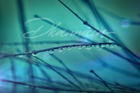 dew drops on a branch with a blue background