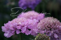 a close up of purple flowers with the word dhairain written on them