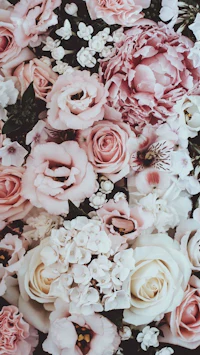 a close up of pink and white flowers