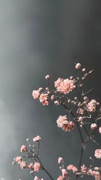 pink flowers in a vase on a gray background