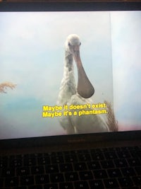 a laptop screen with a bird on it