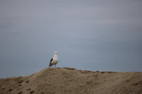a seagull standing on top of a sand dune